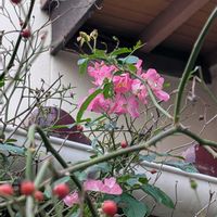 ラナンキュラス,バラ　バレリーナ,平和を願う,頑張れ！わたし٩(ˊᗜˋ*)و❤︎*。,鬱病に負けるなの画像