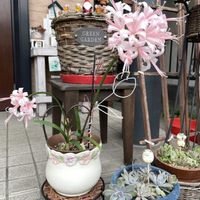 ダイヤモンドリリー,多肉植物,クリスマス,ワイヤークラフト,元気もらえるの画像