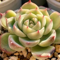 エケべリア ピンククリスタルローズ,ブラックキャッツ,多肉植物,多肉大好き,アエオニウム属の画像