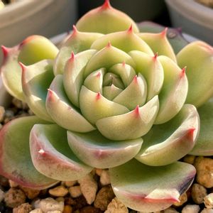 エケべリア ピンククリスタルローズ,ブラックキャッツ,多肉植物,多肉大好き,アエオニウム属の画像