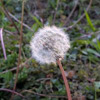 タンポポの綿毛,オニノゲシの綿毛,冬の夕暮れ時,ふわふわの綿毛,モフモフの木曜日の画像