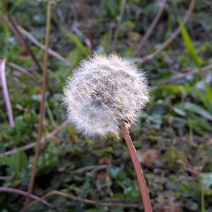 タンポポの綿毛,オニノゲシの綿毛,冬の夕暮れ時,ふわふわの綿毛,モフモフの木曜日の画像