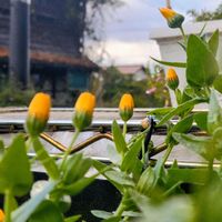 皇帝ダリア,フユシラズ,フユシラズ,花のある暮らし,今日のお花の画像