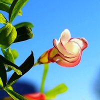 オキザリス・バーシカラー,M's Succulent Memories,多肉植物,Love & Peace,半分そらの画像