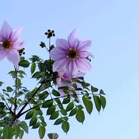 皇帝ダリアの画像