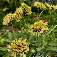 ガイラルディア,フユシラズ,宿根アリッサム,ニゲラ トランスフォーマー,クレマチス　マイエンジェルの画像