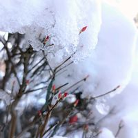 ドウダンツツジの画像