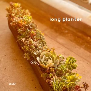 寄せ植え,多肉植物,多肉植物寄せ植え,多肉寄せ植え,多肉植物のある暮らしの画像