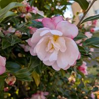 サザンカ,ハナミズキの実,花散歩,花のある暮らし,花いろいろの画像