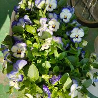 ビオラ,寄植え,花のある暮らし,GSに感謝。,平和を願う☆の画像