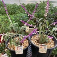 メキシカンブッシュセージ,メキシカンブッシュセージ ステラ,花が好き,寒冷地,PRの画像