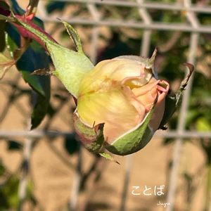 バラ,花のある暮らしの画像