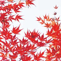 モミジ,イロハモミジ,ガーデニング,庭木,山野草の画像