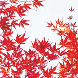 モミジ,イロハモミジ,ガーデニング,庭木,山野草の画像