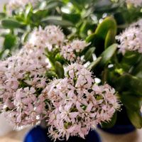 キク,金のなる木,ジャコバサボテン,花のある暮らし,GSの繋がりに感謝♡の画像