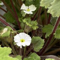 小さな庭,家庭菜園の画像