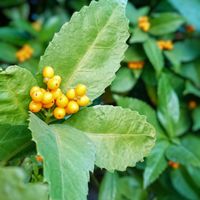 センリョウ,センリョウ,花のある暮らし,可愛い実,お散歩道の画像