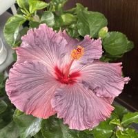 ハイビスカス,癒し,花のある暮らし,応援花❤️,❤️M.family❤️の画像