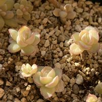 朧月,多肉植物,ネコ好き,葉ざし,ストロベリーアイスの画像