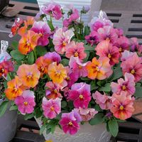 パンジー,パンジー,フリル咲きパンジー,冬咲きパンジーナチュレ,冬咲パンジー　ウィンター　ナチュレの画像