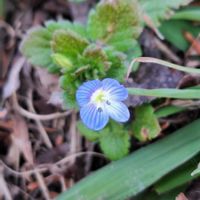 オオイヌノフグリ,どんぐり,プラタナス,メタセコイア,プラタナスの実の画像