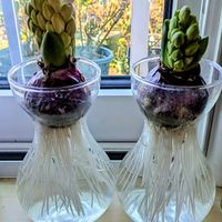 ヒヤシンス,孫の子守り,窓辺の画像