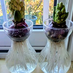 ヒヤシンス,孫の子守り,窓辺の画像