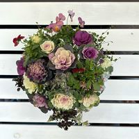 ハボタン,葉牡丹,玄関先,葉牡丹のハンギング,ハンギング・バスケットの画像