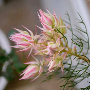 セルリア プリティーピンク,福岡,備忘録,つぶやき,南天の実の画像