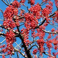 シロタエギク,イイギリの赤い実,葉牡丹（はぼたん）,おでかけ先,パンビオの画像