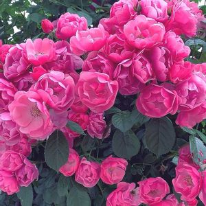 バラ,バラと夢CLUB,木曜モフモフ,チーム岐阜,ユーミンつながりの画像