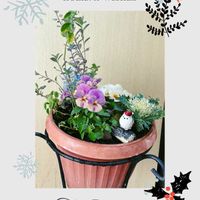 アメリカンブルー,ユーフォルビア・ダイヤモンドフロスト,葉牡丹,ビオラ,プリムラ　ジュリアンの画像