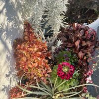 ネモフィラ,ハボタン,パンジー・ビオラ,カレンデュラ,寄せ植え.の画像