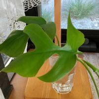 モンステラ,出窓グリーン,人との繋がりに感謝✨,今日も元気に頑張ろう‼️,花友さんに感謝♡の画像