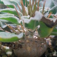 パキポディウム,塩基性,塊根植物,珍奇植物,パキポディウムナマクアナムの画像