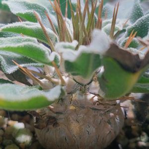 パキポディウム,塩基性,塊根植物,珍奇植物,パキポディウムナマクアナムの画像