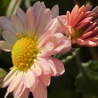 キク,花壇,ガーデニング,山野草,キク科の画像