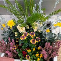 ネメシア,ネメシア,ネメシア,ユリオプスデージー,八重咲きストックの画像