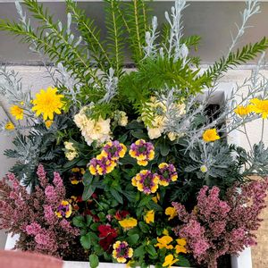 ネメシア,ネメシア,ネメシア,ユリオプスデージー,八重咲きストックの画像