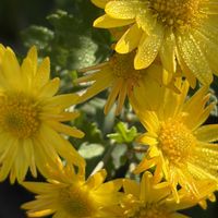 キク,花壇,ガーデニング,山野草,キク科の画像