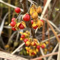 ツルウメモドキ,ツルウメモドキの実,岐阜県,多肉男子,岐阜の画像