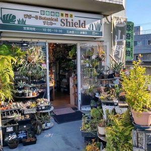 多肉植物,ウラボシ科,ビカクシダ属,食中植物,塊根の画像