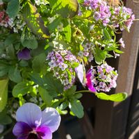 アリッサム,ガーデニング,花が好き,寒いけど頑張りましょう,♡寒いけど…♡の画像