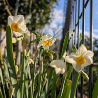 トサミズキ,ユキヤナギ,やまぼうし,つばき,ニホンズイセンの画像