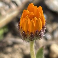 フユシラズ,花壇,ガーデニング,山野草,キク科の画像