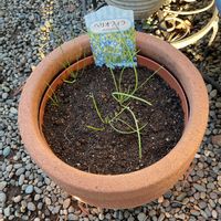 ネモフィラ,ヘリオフィラ,ビオラ,ビオラ みかんももか,ビオラ・パンジーの画像