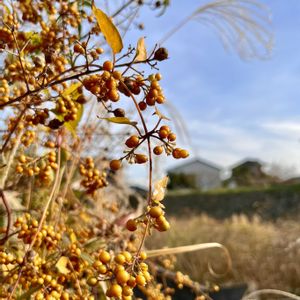 サルスベリ,ススキ,ヘクソカズラ,雑草,俳句の画像