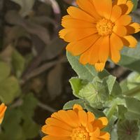 フユシラズ,花壇,ガーデニング,山野草,キク科の画像