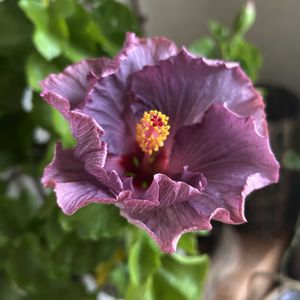 ハイビスカス,ハイビスカス  デニムブルー,ハイビスカス　ケイト,ガーデニング,ズボラガーデナーの画像