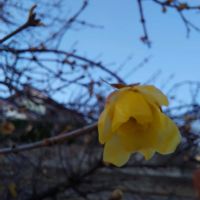 ロウバイ,散歩,風景,季節の移り変わり,おでかけ先の画像